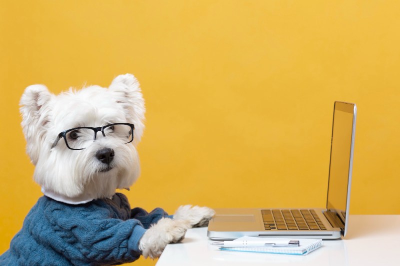 perro-usando-laptop